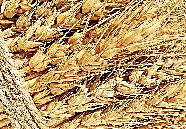 De boeren in Lugansk hebben meer dan 1 miljoen ton vroeg graan gedorst