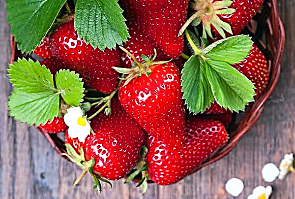Growing strawberries in a greenhouse is a potentially growing market for Russia