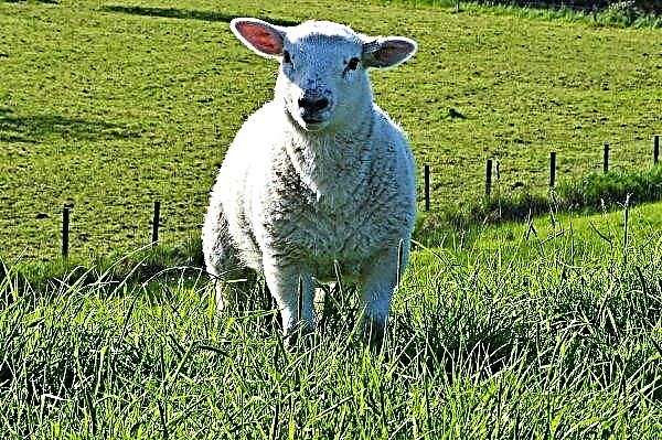 Associação Nacional de Ovelhas do Reino Unido para Criadores de Ovelhas Jovens Abre Seminários de Dois Dias