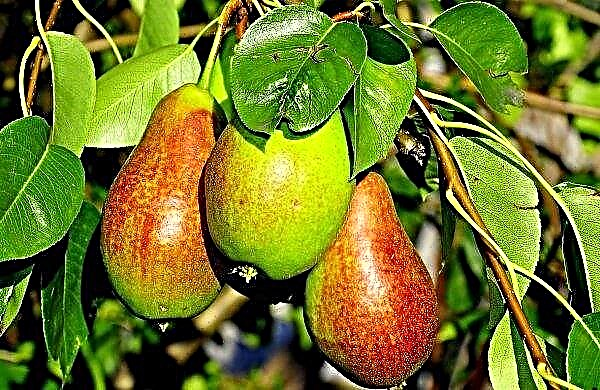 140 hectares de pomares de pera serão plantados por camponeses da região de Cherkasy