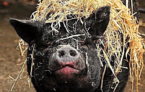 Nos Estados Unidos começarão a testar porcos doentes e mortos quanto à presença do vírus da peste suína