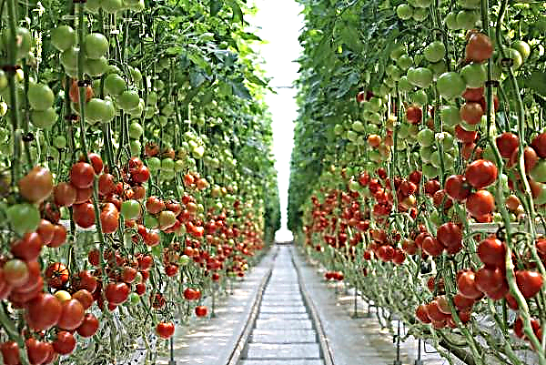 An innovative greenhouse complex is expanding in the Stavropol Territory
