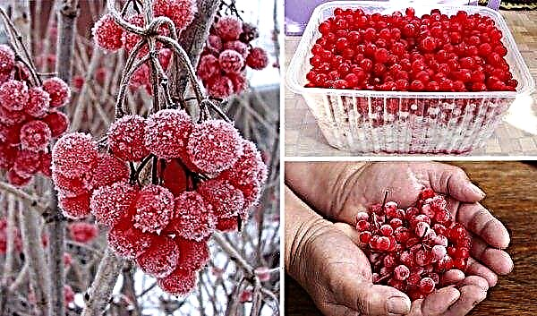 Viburnum varieties Taiga rubies: description and characteristics of the variety, especially planting and care, photos and reviews