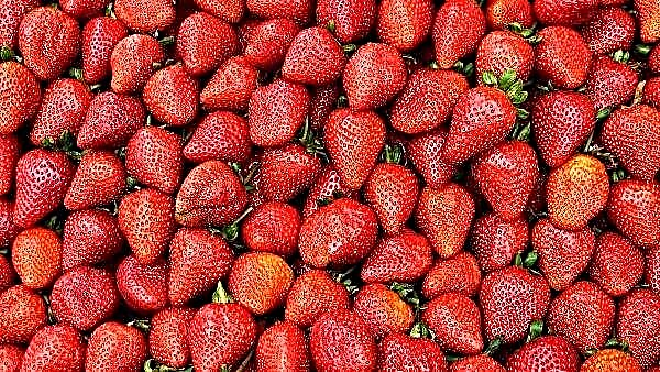 The British are building a giant "maternity hospital" for strawberries in Dagestan