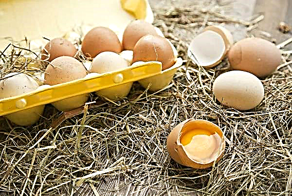 تم إنتاج 620 مليون بيضة في بادن-فورتمبيرغ عام 2019