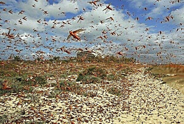 Hordes of locusts attacked Kenya