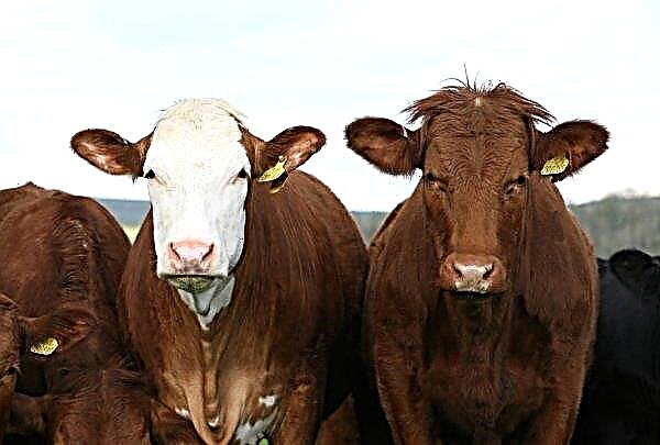 Para produtores irlandeses de carne bovina, o "Brexit aconteceu"