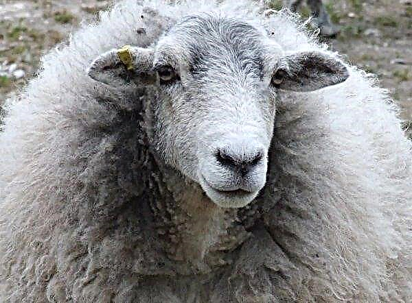 I Irland er bønder indignerte over nedgangen i kjøpsprisene for fårekjøttplanter