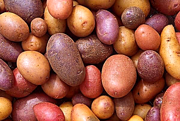 Batatas coloridas trouxeram cientistas ucranianos