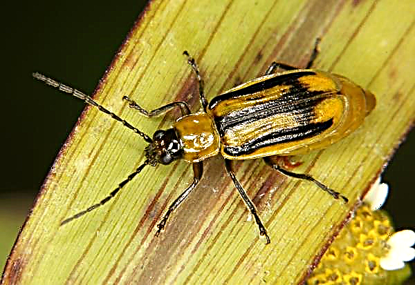 Western corn beetle quarantine was introduced immediately in 5 regions of Ukraine
