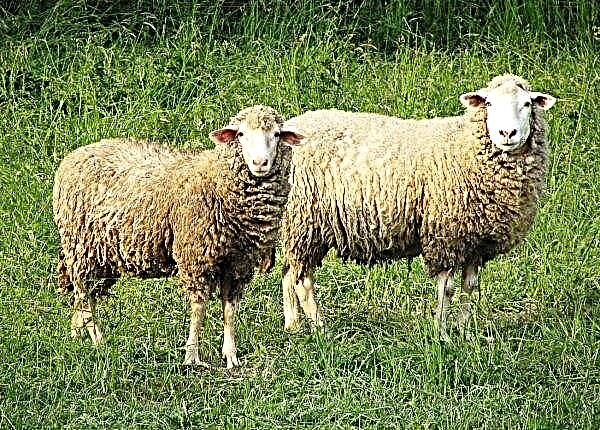 Airijos ūkininkas apkaltintas avių badavimu