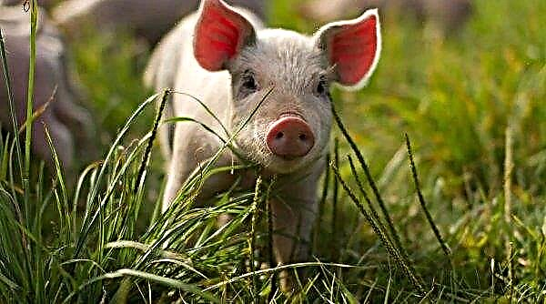 ASF, Çin domuzlarının saflarını biçiyor