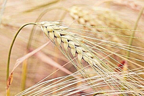 Transcarpathian farmers plan to collect up to 9 tons of wheat per hectare