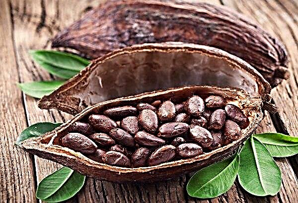 Fair Trade USA hever minimum kakaopriser