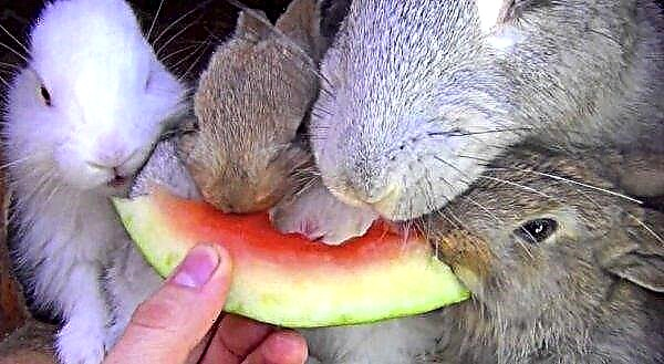 Je možné krmit králíky bramborami (vařenými, syrovými): výhody a poškození, stravovací funkce