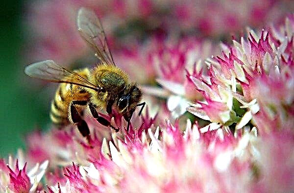 Os apicultores da região de Ternopil estavam sob as rodas do trator para proteger as abelhas da morte