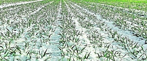 How will snowfall affect crops in Ukraine?