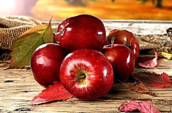 Μια νέα ποικιλία μήλων κατακτά τον κόσμο