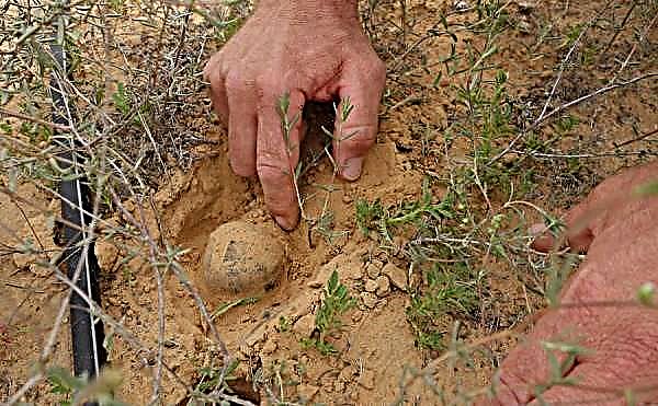 Waar groeit champignontruffel in Rusland: foto en beschrijving, hoe truffel in het bos te vinden