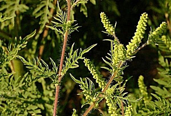 Quarantine imposed in Rivne region due to the spread of ragweed