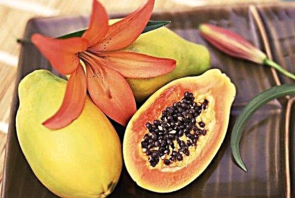 Island plant, exotische Früchte mit Geysiren anzubauen