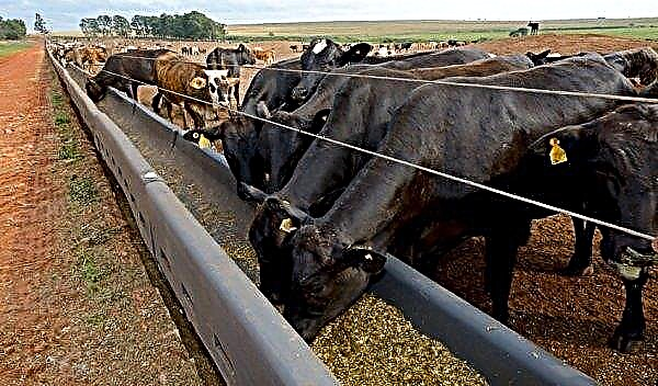 Stall für Kühe: wie man es zu Hause macht, Größen, Anordnung, wie man eine Kuh in einen Stall bindet, Video, Foto