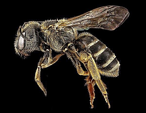 رائحة الربيع: في أوروبا ، يطير النحل من خلايا النحل