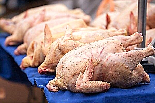 الدجاج الصديق للبيئة من Belgorod "يقع" في المتاجر الروسية