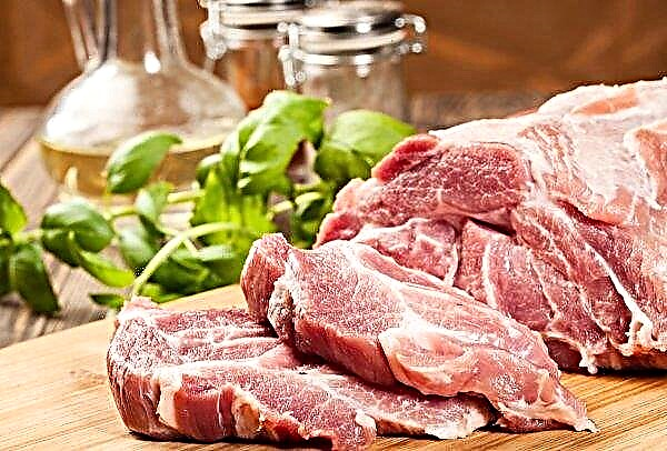 Novgorod's foremost butchers will be given 3.5 billion to upgrade