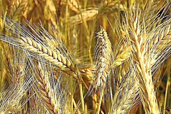 In the Kirov region, a tenth of winter crops died