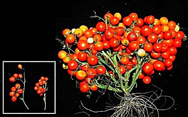 Tomates para el cultivo en el espacio creados por científicos de los Estados Unidos.