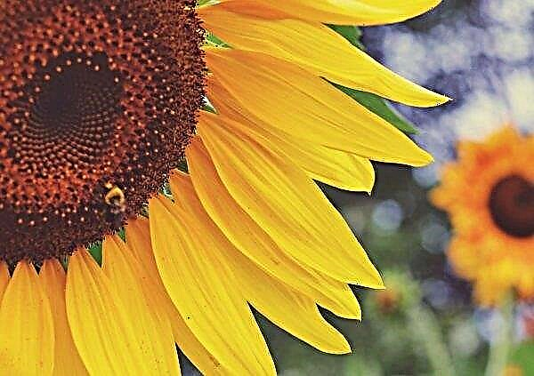 Agraria Kherson akan tumbuh lebih banyak lagi bunga matahari