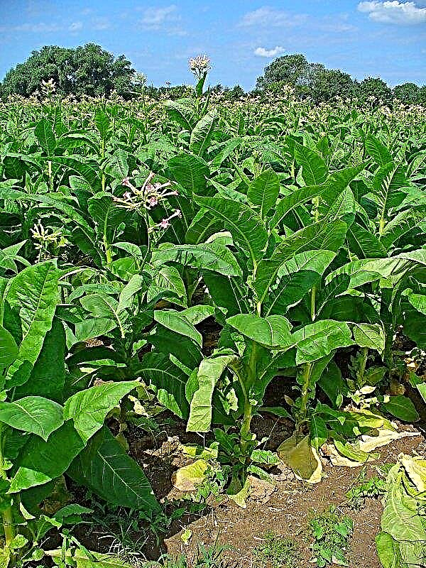 Seceta reduce producția de tutun în Zimbabwe