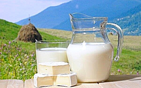 Zelfgemaakte melk en kwark in de regio Kirovograd: frisdrank, ammoniak, wasmiddel en andere "nuttige" stoffen