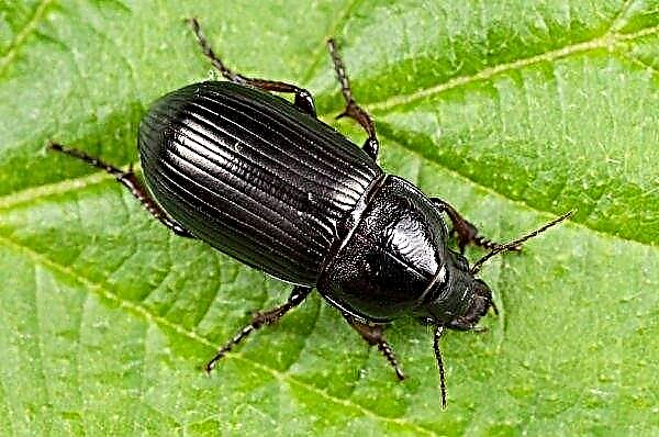 Quest'anno lo scarabeo macinato minaccia le colture ucraine