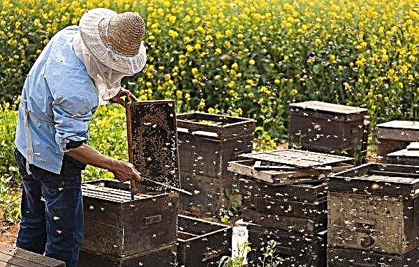 Burzyansk मधुमक्खी: नस्ल की विशेषताएं और विशेषताएं, उनके फायदे और नुकसान, फोटो