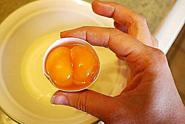 Dnipro tavuk çiftlikleri iki yumurta sarısı ile yumurta üretiyor