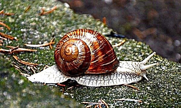Ternopil farmers are ready to form a snail market in Ukraine