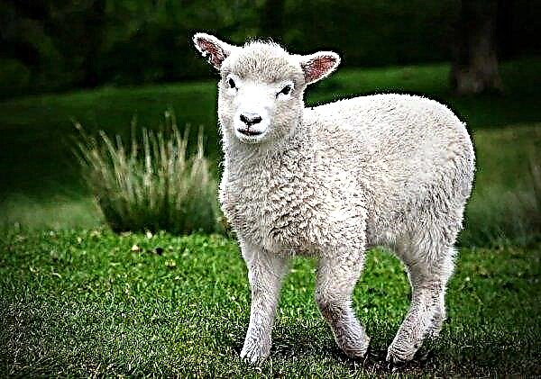 המפלגה הירוקה האירית דורשת ביטול מערכת תיוג אלקטרונית כבשים