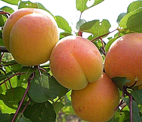 Odessa farming relies on self-made apricot varieties