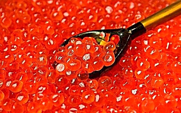 Roskachestvo verifica caviar vermelho