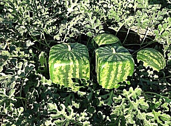 Die Bauern in Odessa bauten quadratische Wassermelonen an