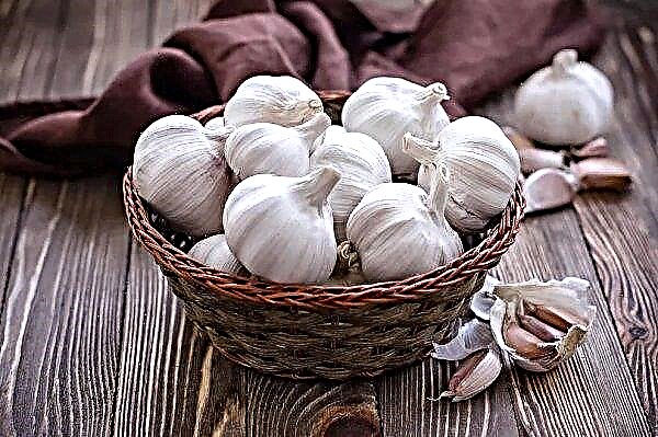 Garlic festival will be held in Khmelnitsky region