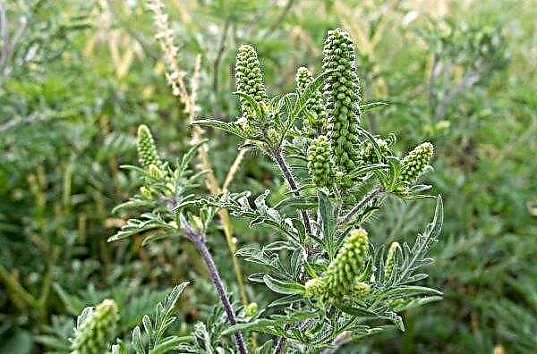 Russian scientists told how to remove ragweed from the site