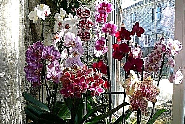 Orkideanhoito kotona kukinnan jälkeen: kastelu, karsimissiirto, valokuva, video