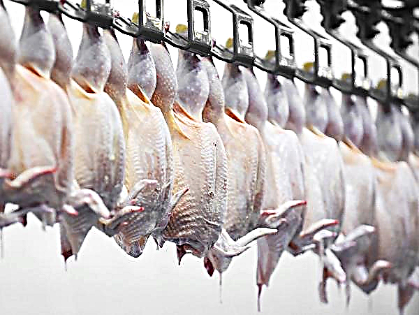 Rusia permite la importación de pollo procesado vietnamita