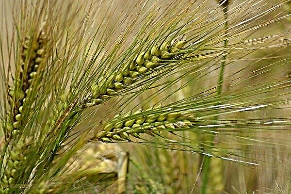 Gross harvest of barley in Ukraine will be 8.6 million tons