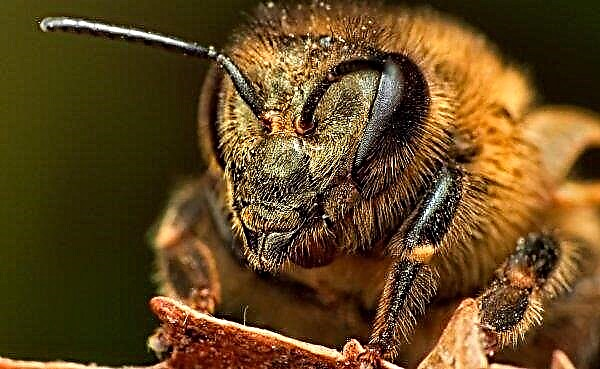 הפרלמנט האירופי קורא להפחית את חומרי ההדברה להגנת הדבורים