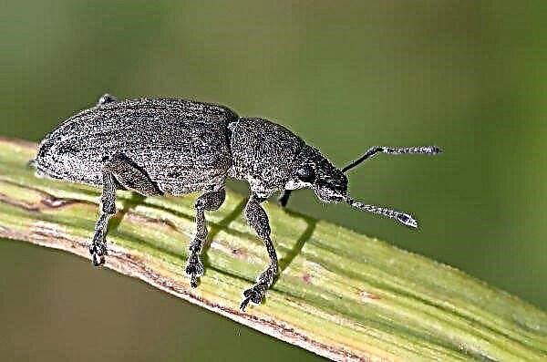 The number of southern gray weevil has increased in several regions of Ukraine