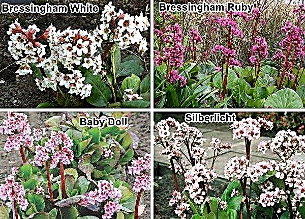Badan in het landschapsontwerp van de tuin: foto's van bloemen op het bloembed, landschapstrucs waarmee planten worden gecombineerd in tuinsamenstellingen